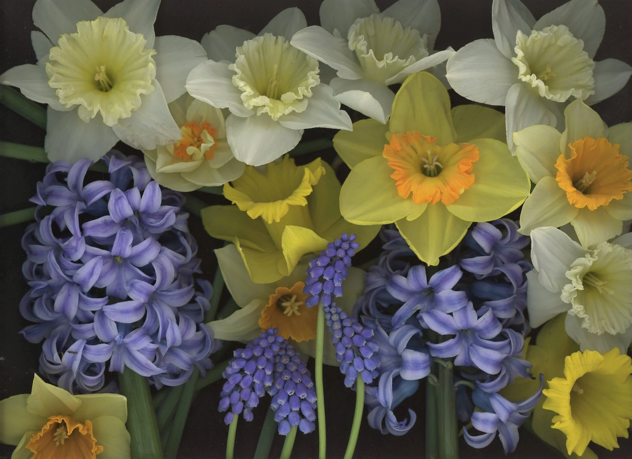 Spring has sprung.jpg