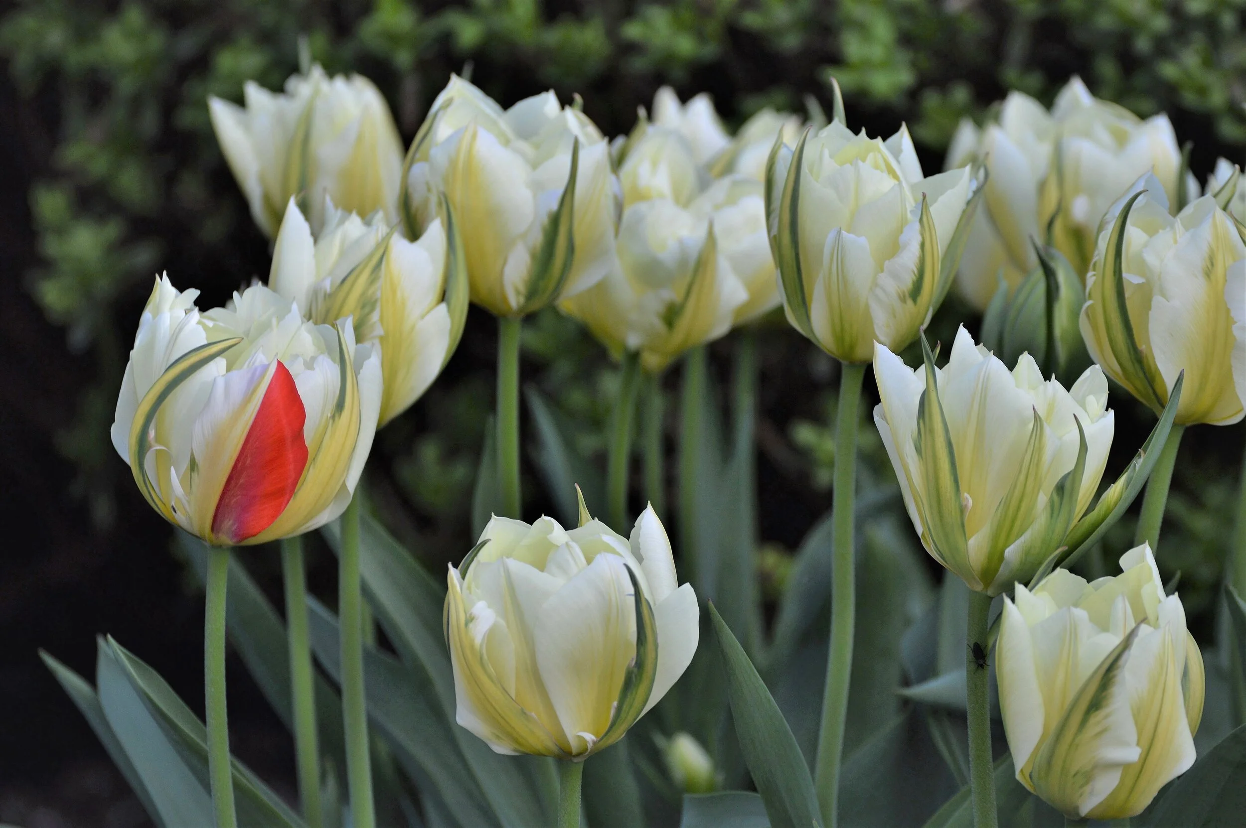 Dare to be different.JPG