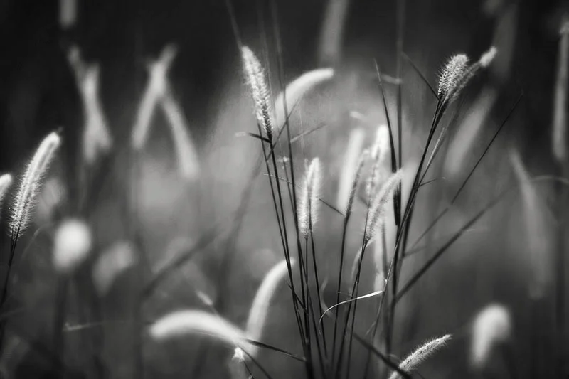Whispering Wind