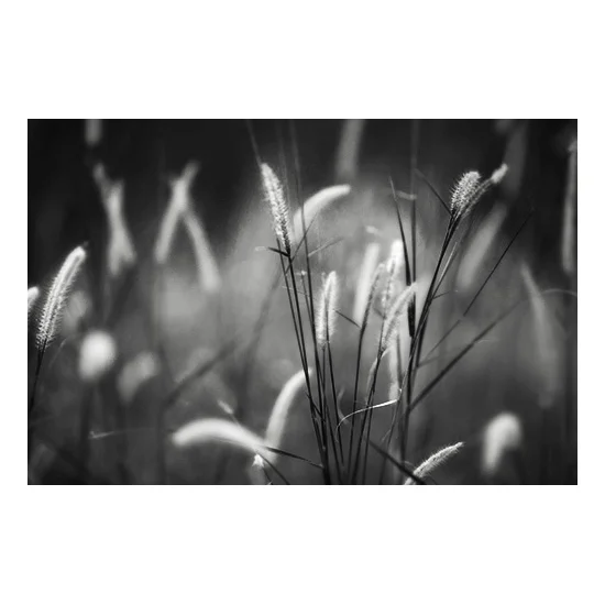 WHISPERING WIND
