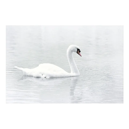 SWAN