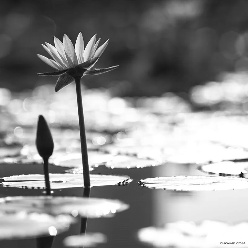The Lotus Flower
