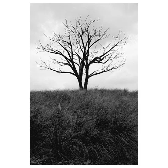 Leafless Tree