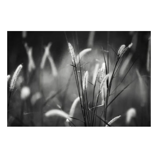 WHISPERING WIND