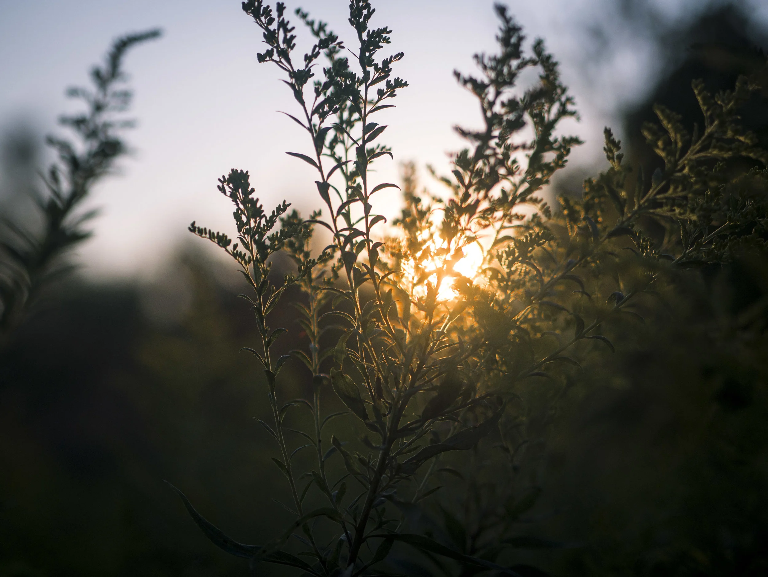20160905-_1330441.jpg