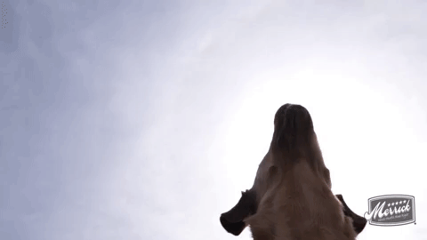 cal2.gif