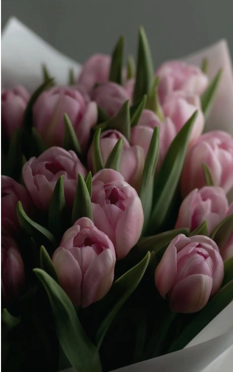 Screenshot 2026-01-31 at 10.00.13 AM.png