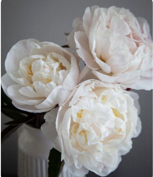 Screenshot 2026-04-22 at 12.10.49 PM.png