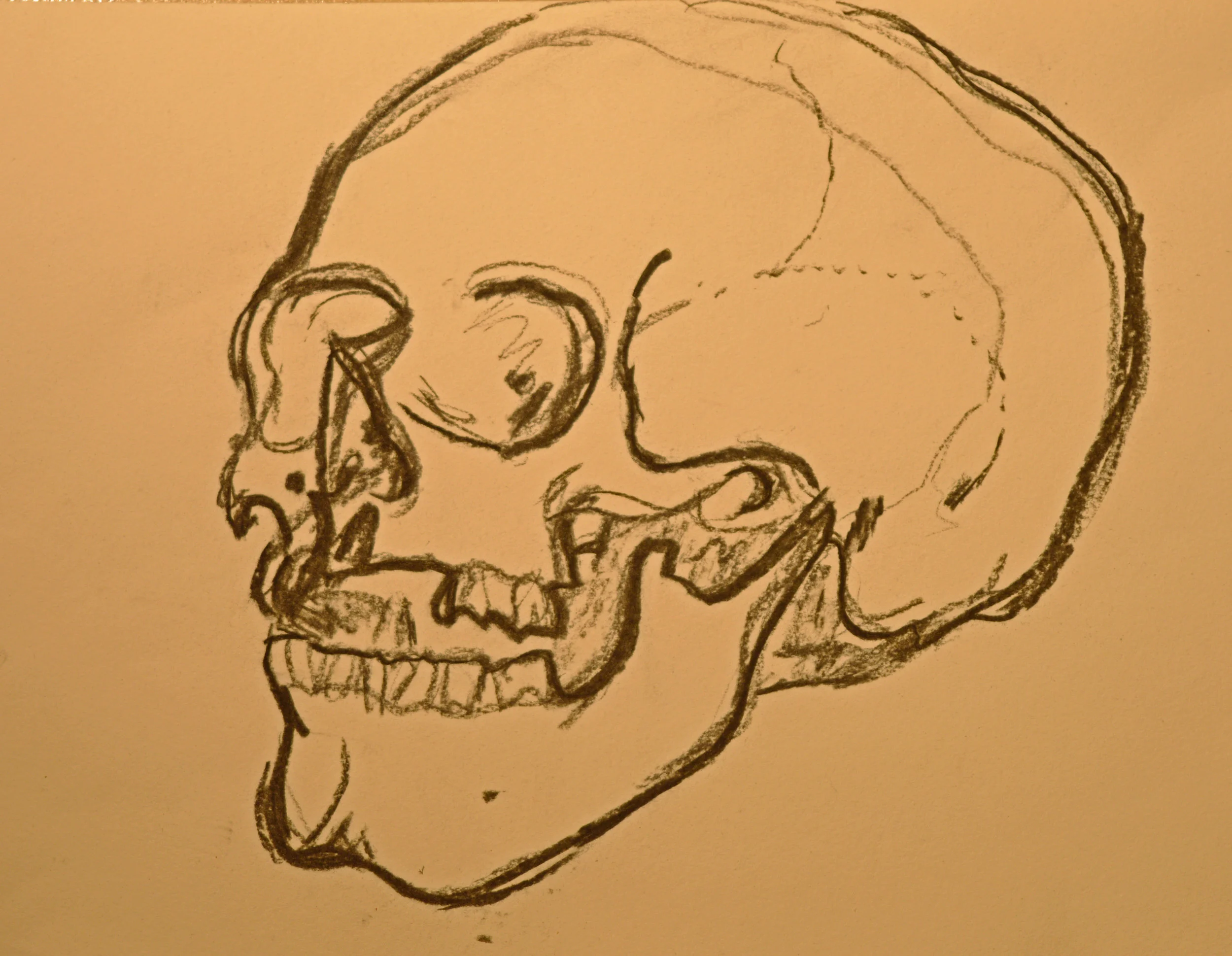 Skull 1