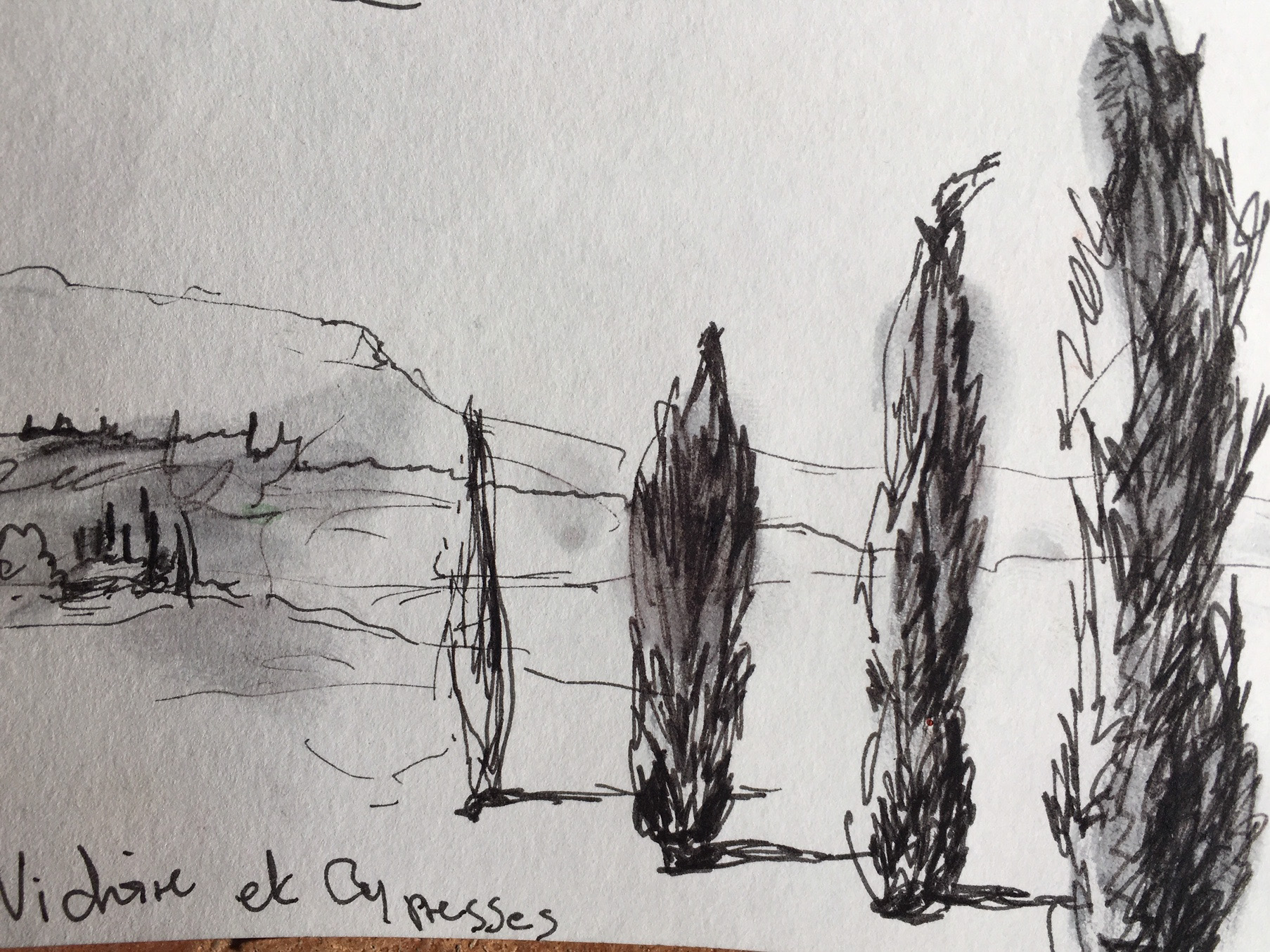 trees in france.jpg