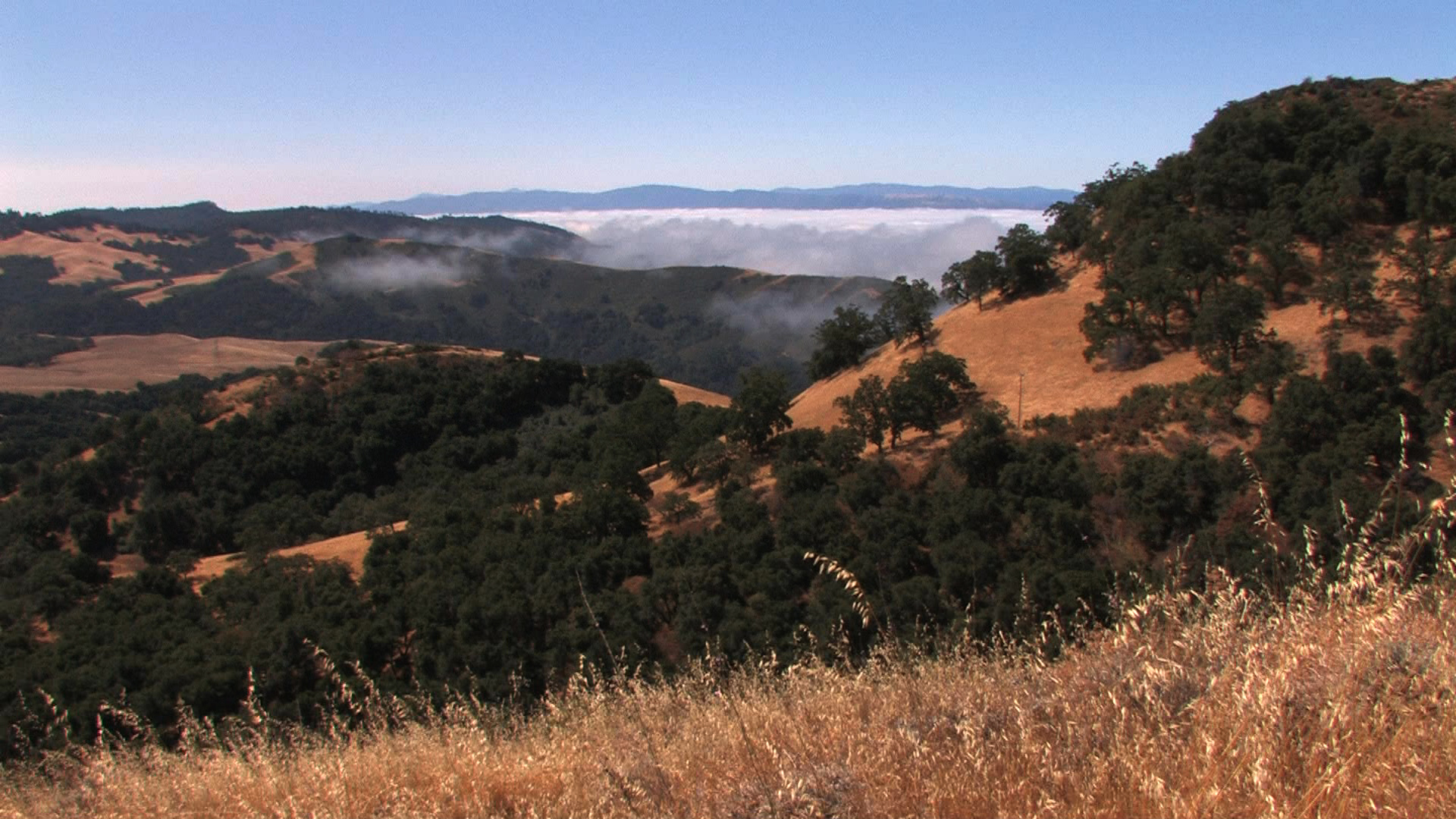 5Q's w/David R. Zeigler