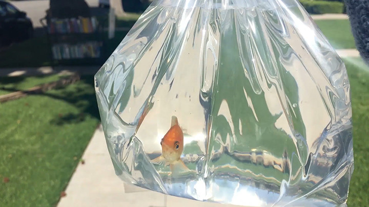Photo 4 Goldfish_Funeral_Still_2_Small.jpg