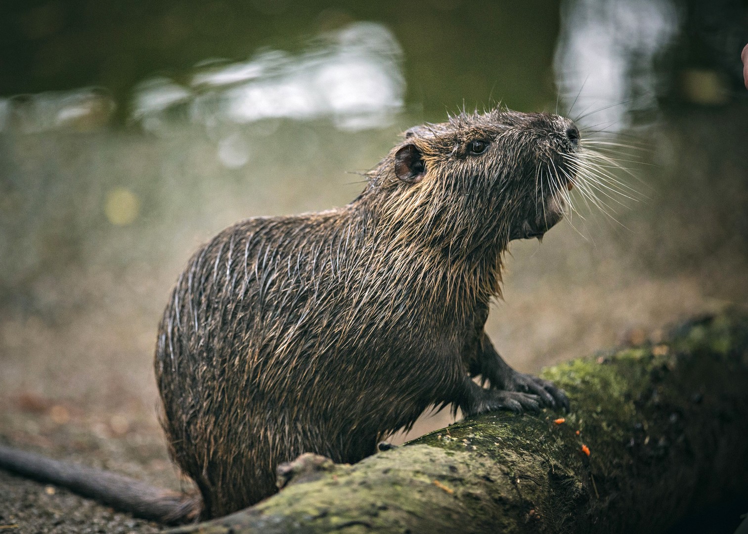 Photo 5 ROUS5_Nutria_also_known_as_a_swamp_rat_is_a_semi-aquatic_rodent_native_to_South_America._After_being_introduced_to_Louisiana_its_destructive_feeding_behaviors_have_made_this_invasive_species_a_scourge_of_the_swamp.jpg