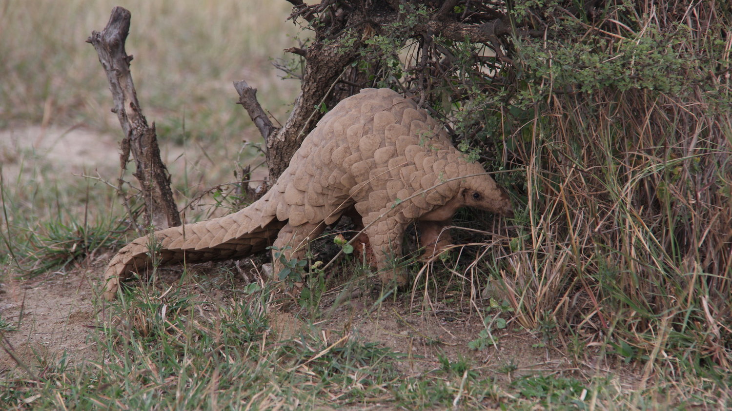 Photo 6 Pangolin-_M.Ali_Ijaz.jpg