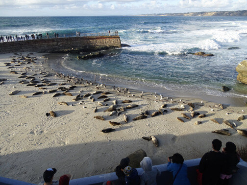 Photo 1 Beach_with_seals.jpg