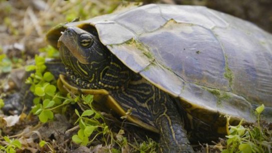Over and Under: Wildlife Crossings | BLOCK F |