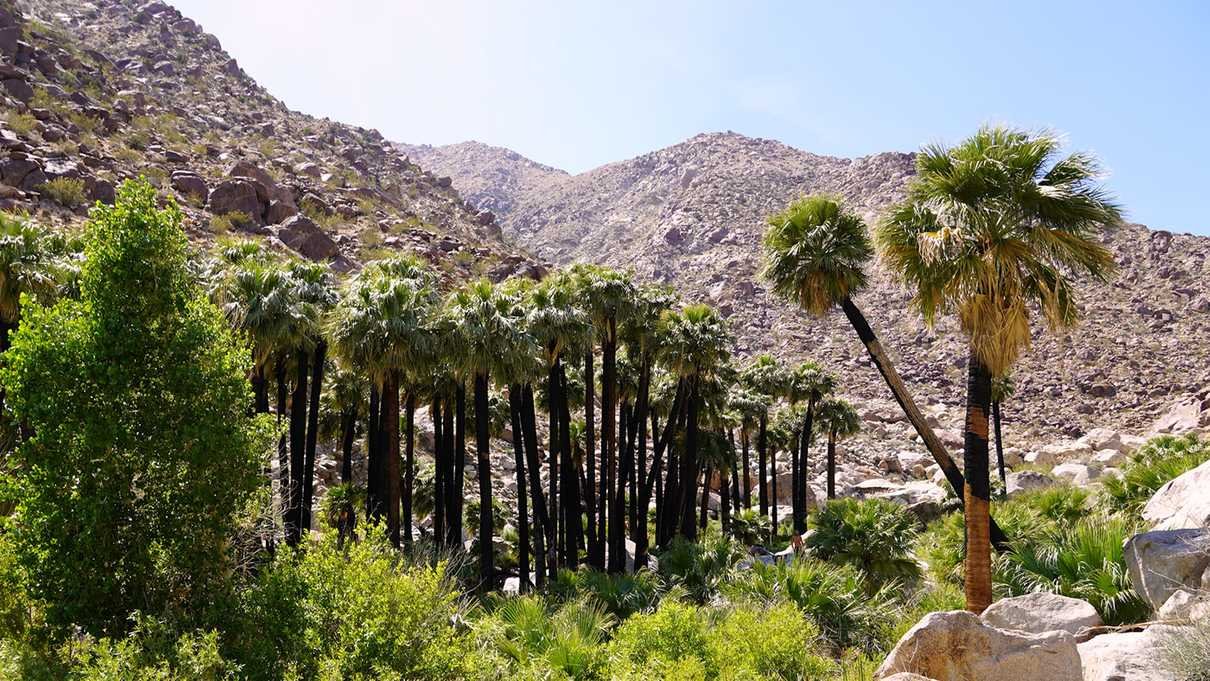 palm-trail1.jpg