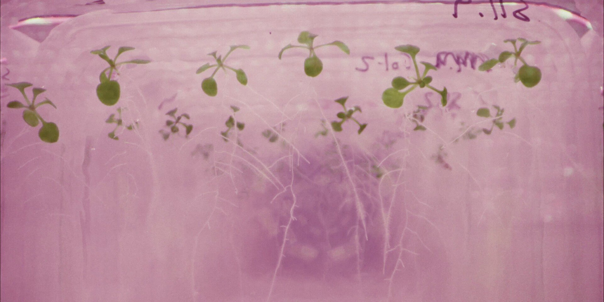 Photo 3 Plant_Life_-_Film_Still_04.jpg