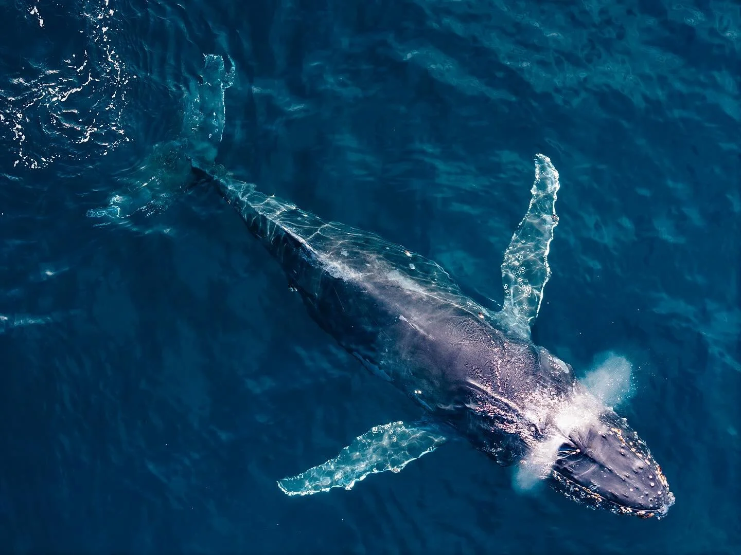 Spread your wings and fly&hellip;under water.

.
.
#whale #ocean #picoftheday #humpbackwhale #whales #sea #nature #explore #outdoors #oceanlife #skypixel #dji #djiglobal #500px #africa #southafrica
