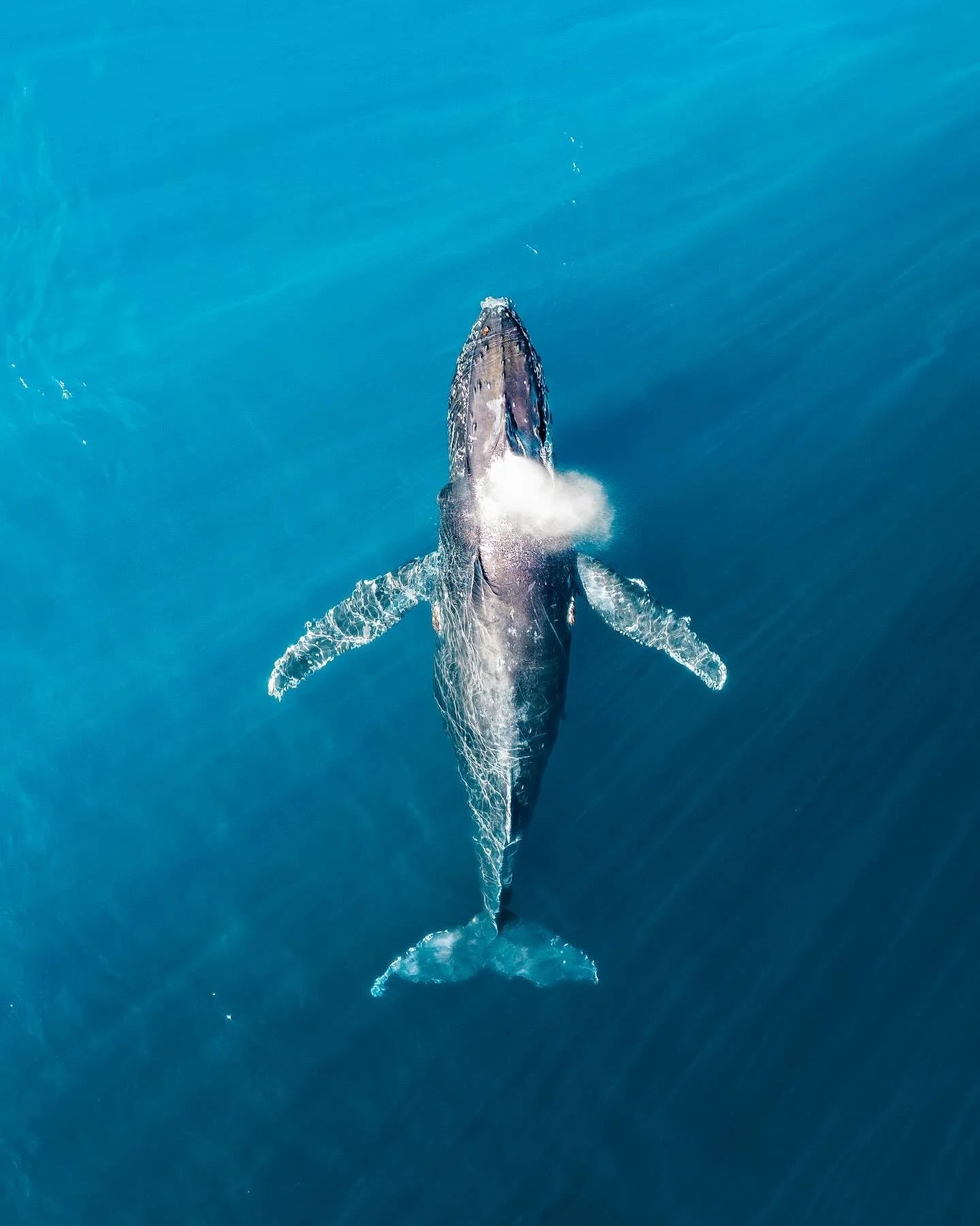 Just coming up for some air.
.
.
.
.
#humpbackwhale #ocean #whale #dji #drone #droneoftheday #whales #dronestuff #djiglobal #djiphotography #cetaceans #whalewatching #oceanminded #oceanlove #dronestagram #africa