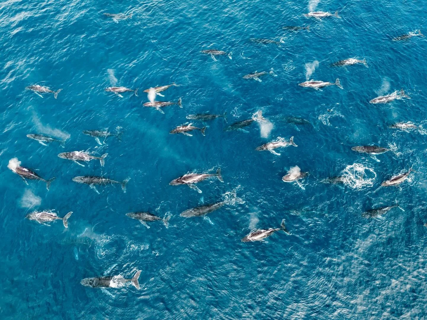 1-2-3-4-5-6&hellip;38 Humpback Whales in this photo! It was surreal to watch live. Each one is 45-56 feet long (14-17 meters) weighing 40 tons. A group like this is called an &lsquo;association&rsquo;.