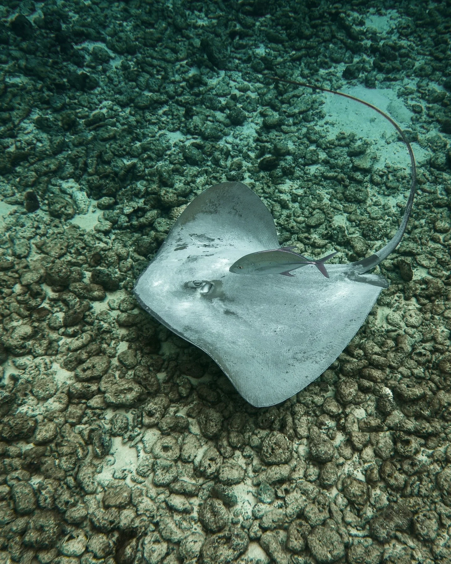 If only I had a measuring reference for this #stingray. My guess is about 3 meters (9.8 feet). It was such a gorgeous creature elegantly gliding through the water. Believe it or not this is an iPhone only photo at a depth of around 4 meters.

#underw