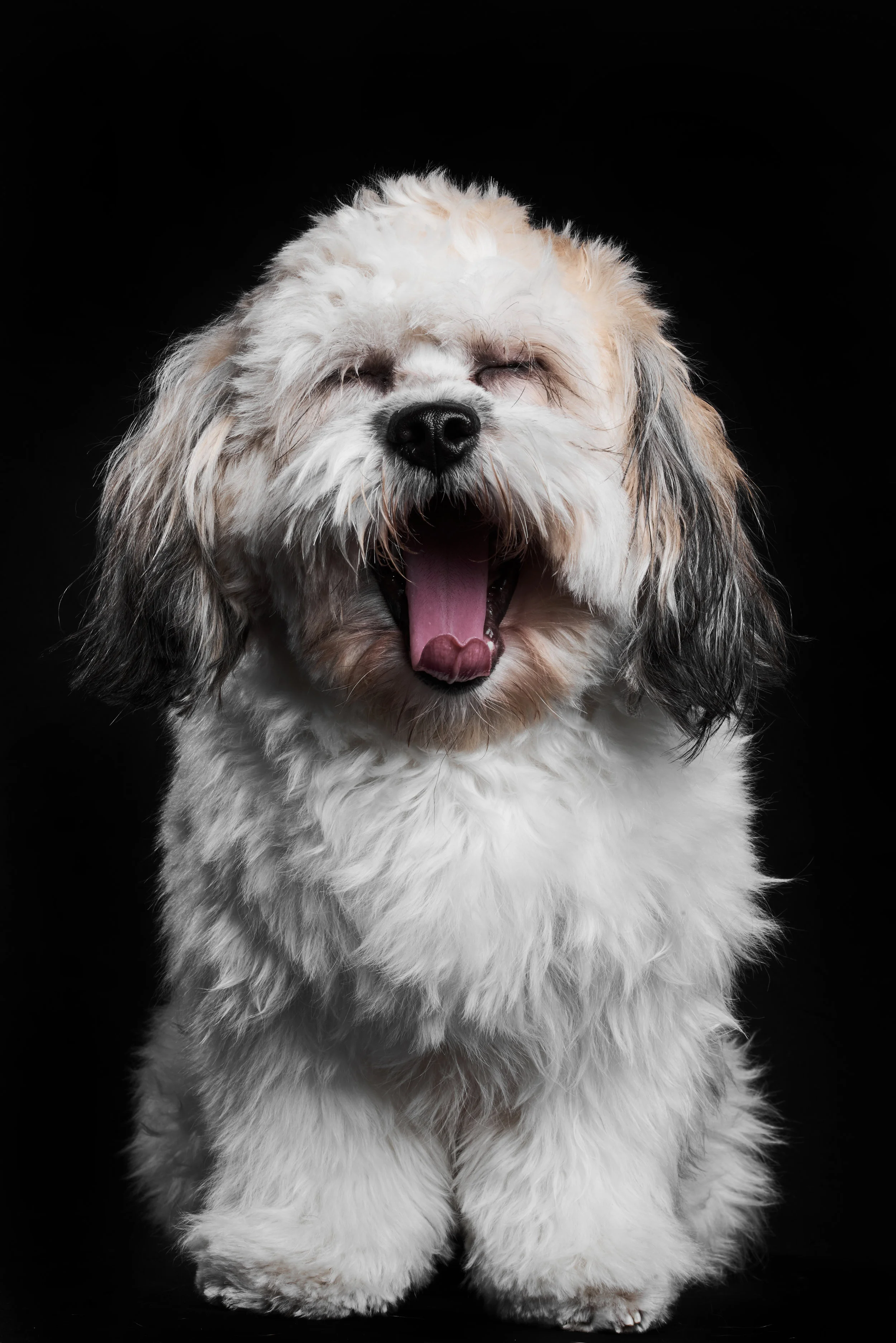 Dogs 31 October1176.jpg