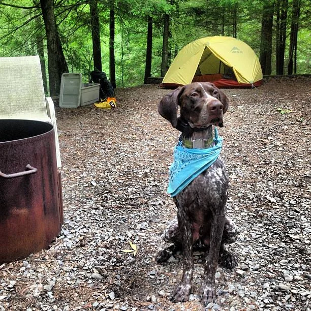 Bacon's First Camping Trip.jpg