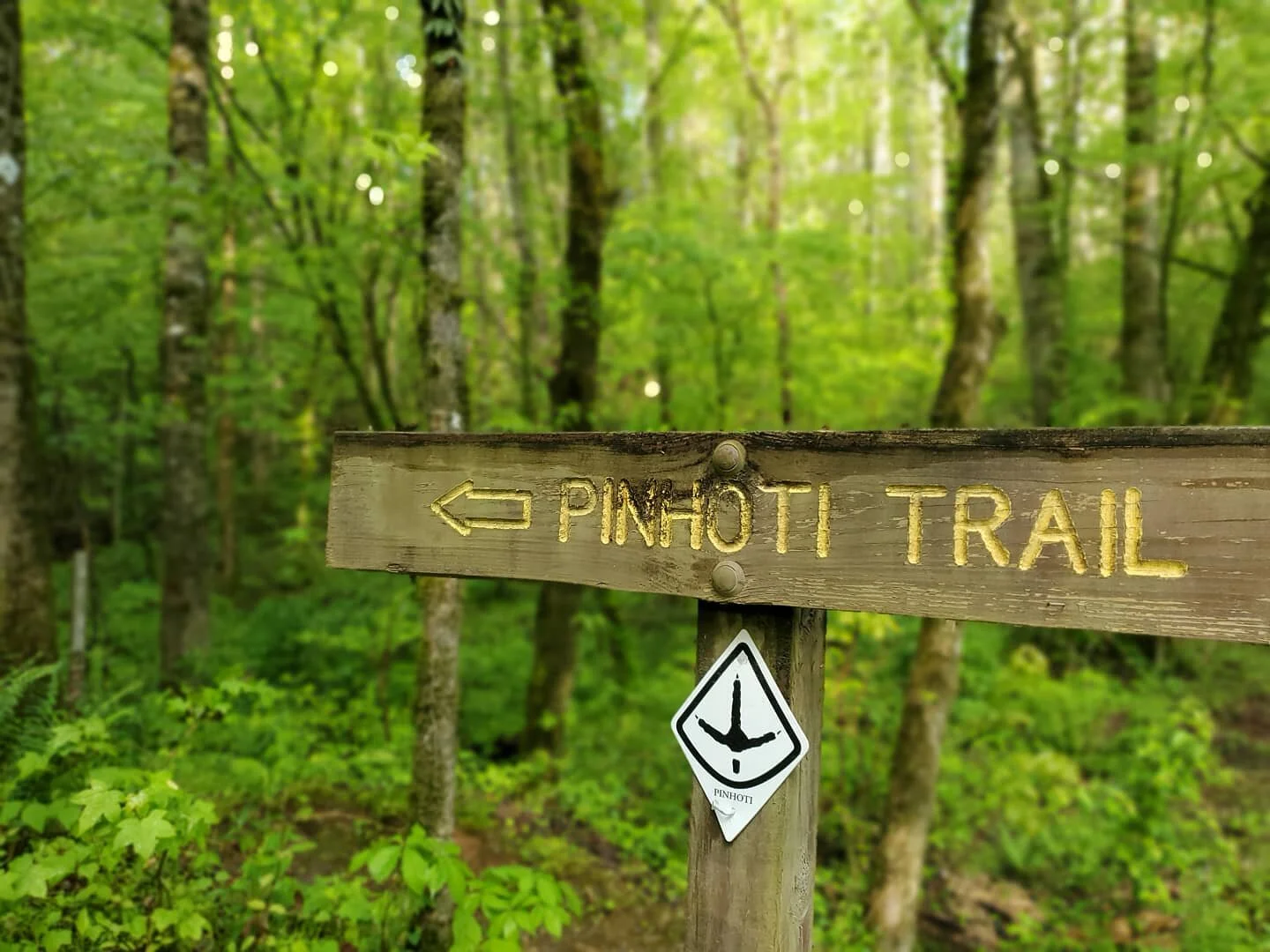 Pinhoti Trail.jpg