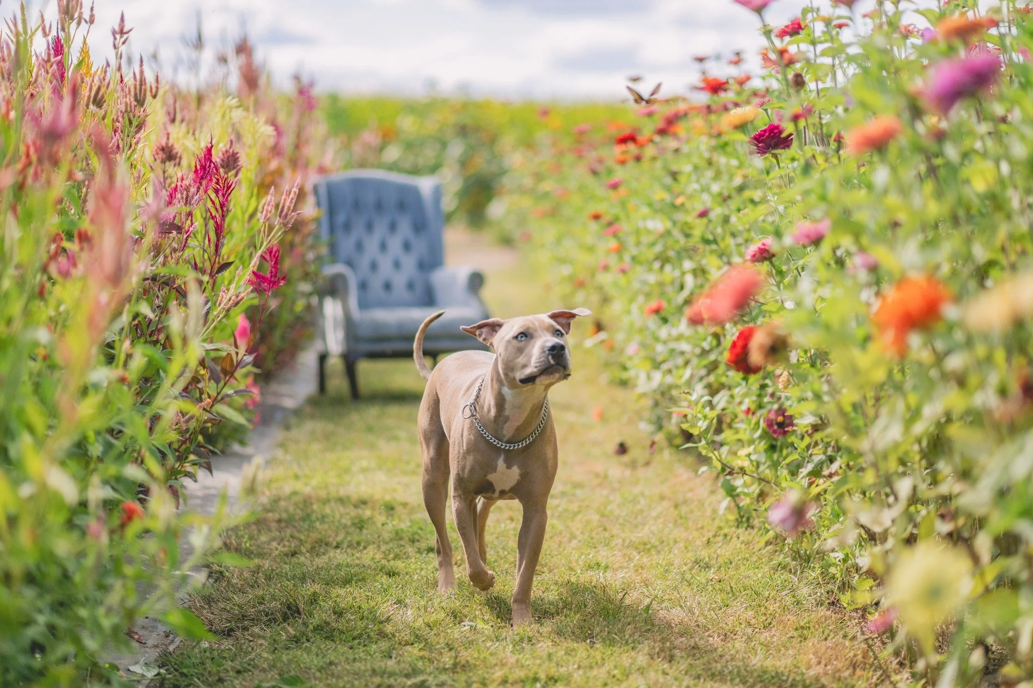 Gentle souls recognize each other. 🐶 🦋

This sweet girl gave me all the Ferdinand feels, saying a quiet hello to her flying friend. &lt;3  #followthebutterfly 

Gosh I love dogs. Everyone has a lovely little personality that was so fun to capture ?