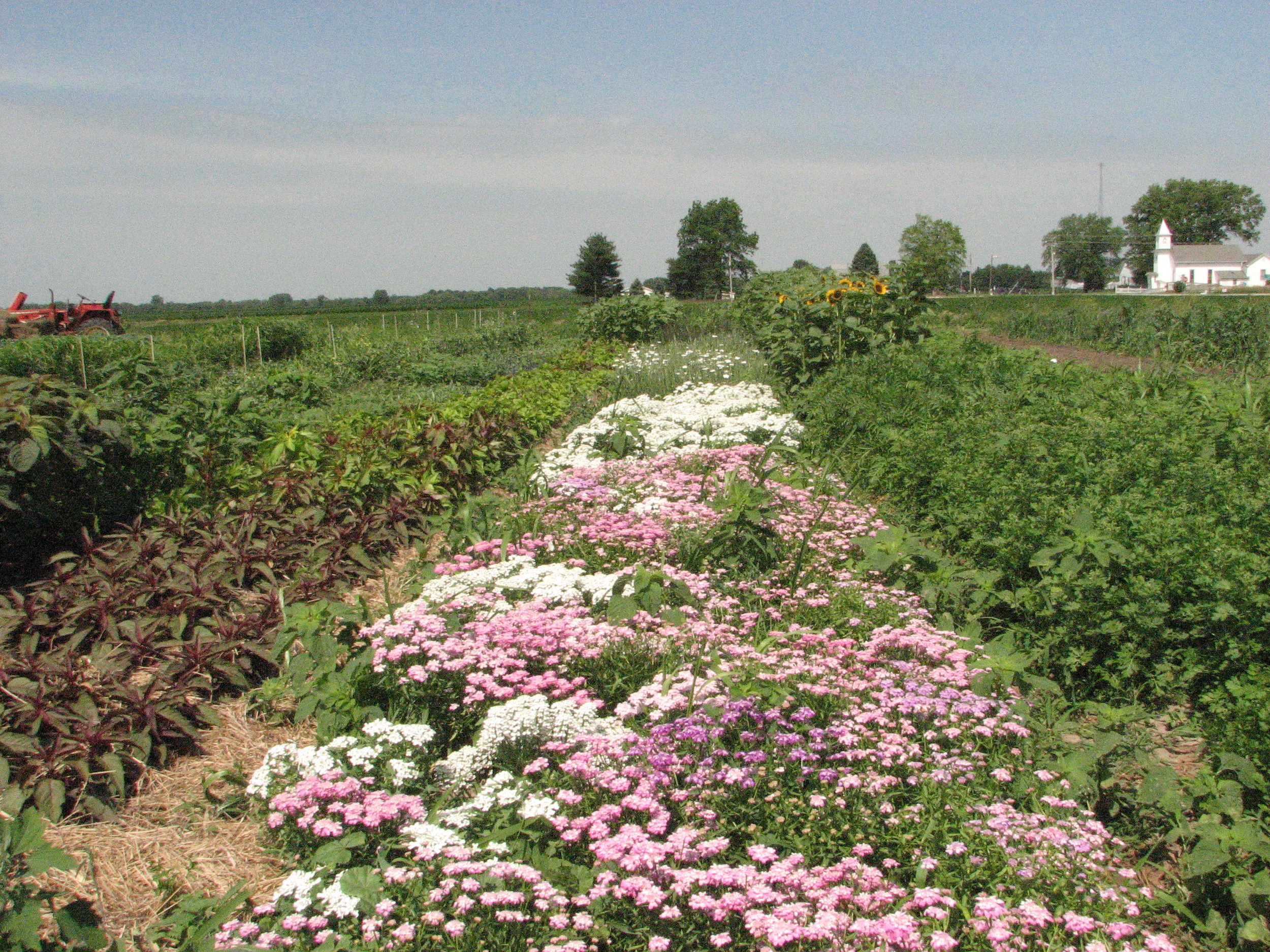 field of corn cockle.JPG