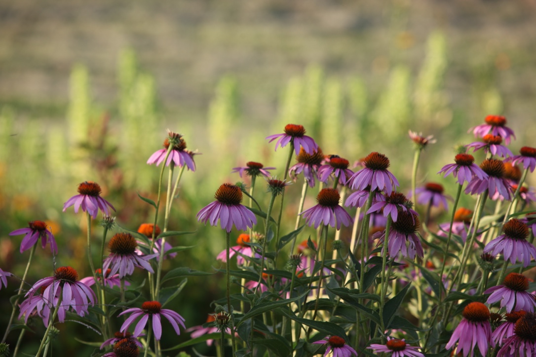 Photography by Ann Klose