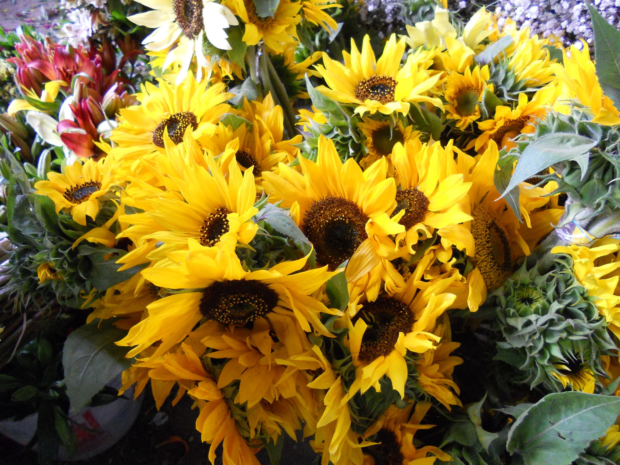 sunflowers 1.JPG