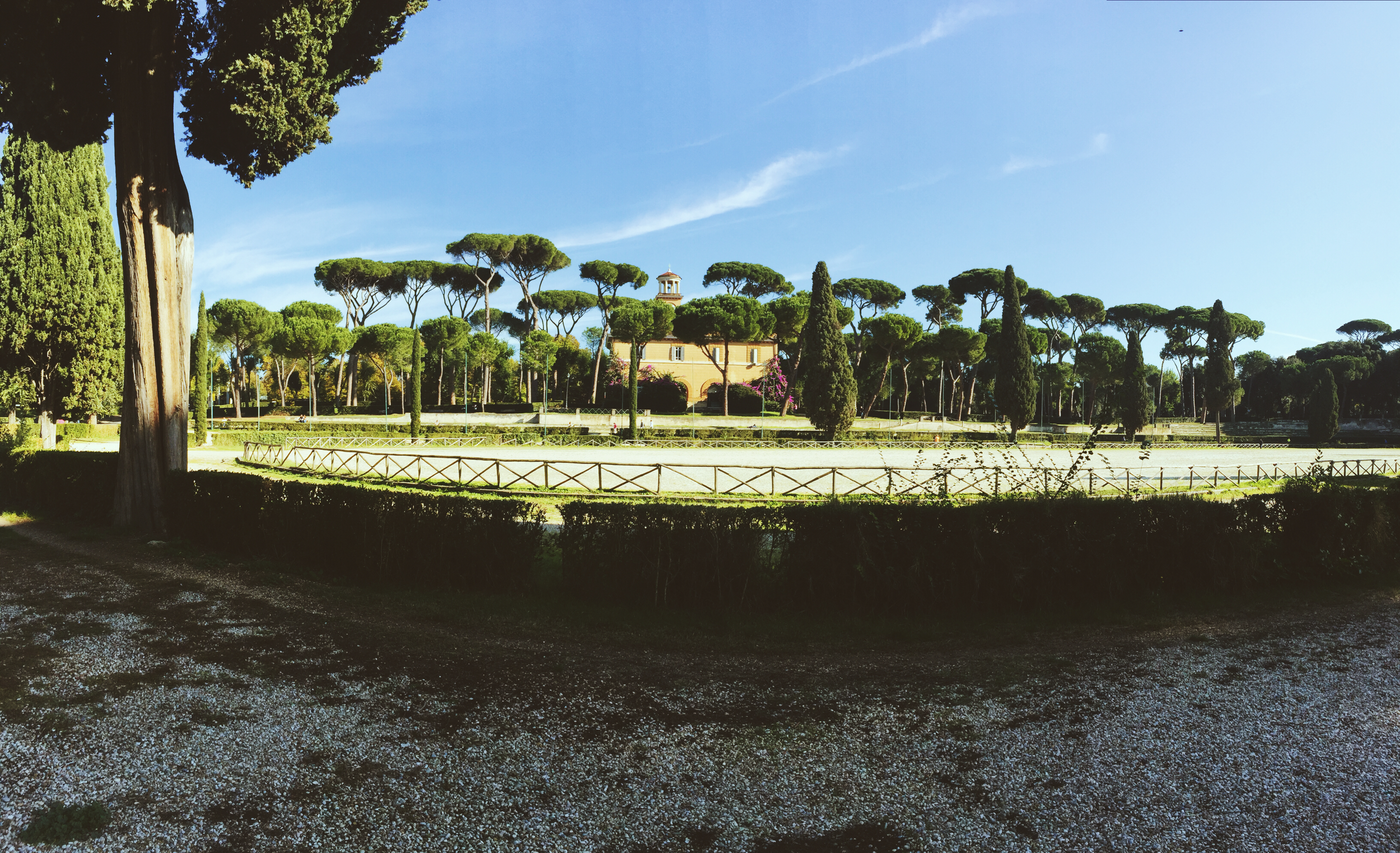 Roman trees