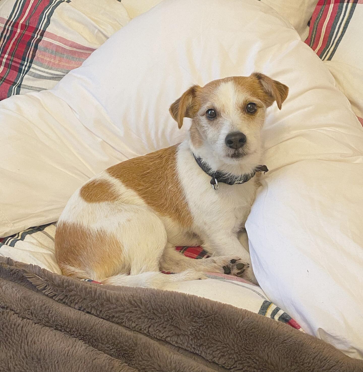 Someone is a little bit in love with my new V shaped pillow... Boo is a parson jack russell, 10 years old and the fittest he has every been. He knows what I&rsquo;m thinking always and has his own very specific moods, he is so intelligent sometimes i