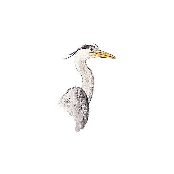 Hello heron&hellip;. #watercolour #cute #illustration