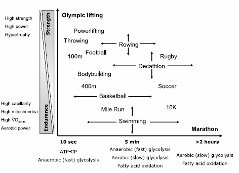 Concurrent Training: Science and Practical Application — GC Performance ...