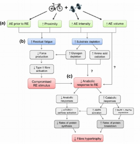 (AE = Aerobic Exercise) (RE = Resistance Exercise) Disclaimer: This is not my chart. 