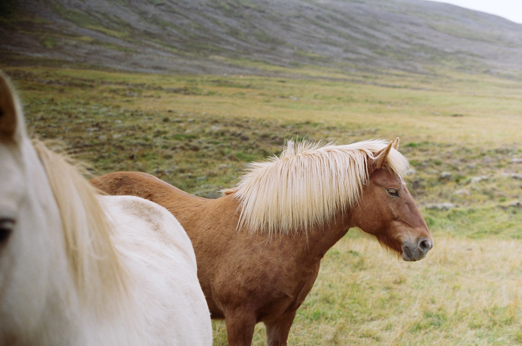 IcelandEditWEB86490023.jpg