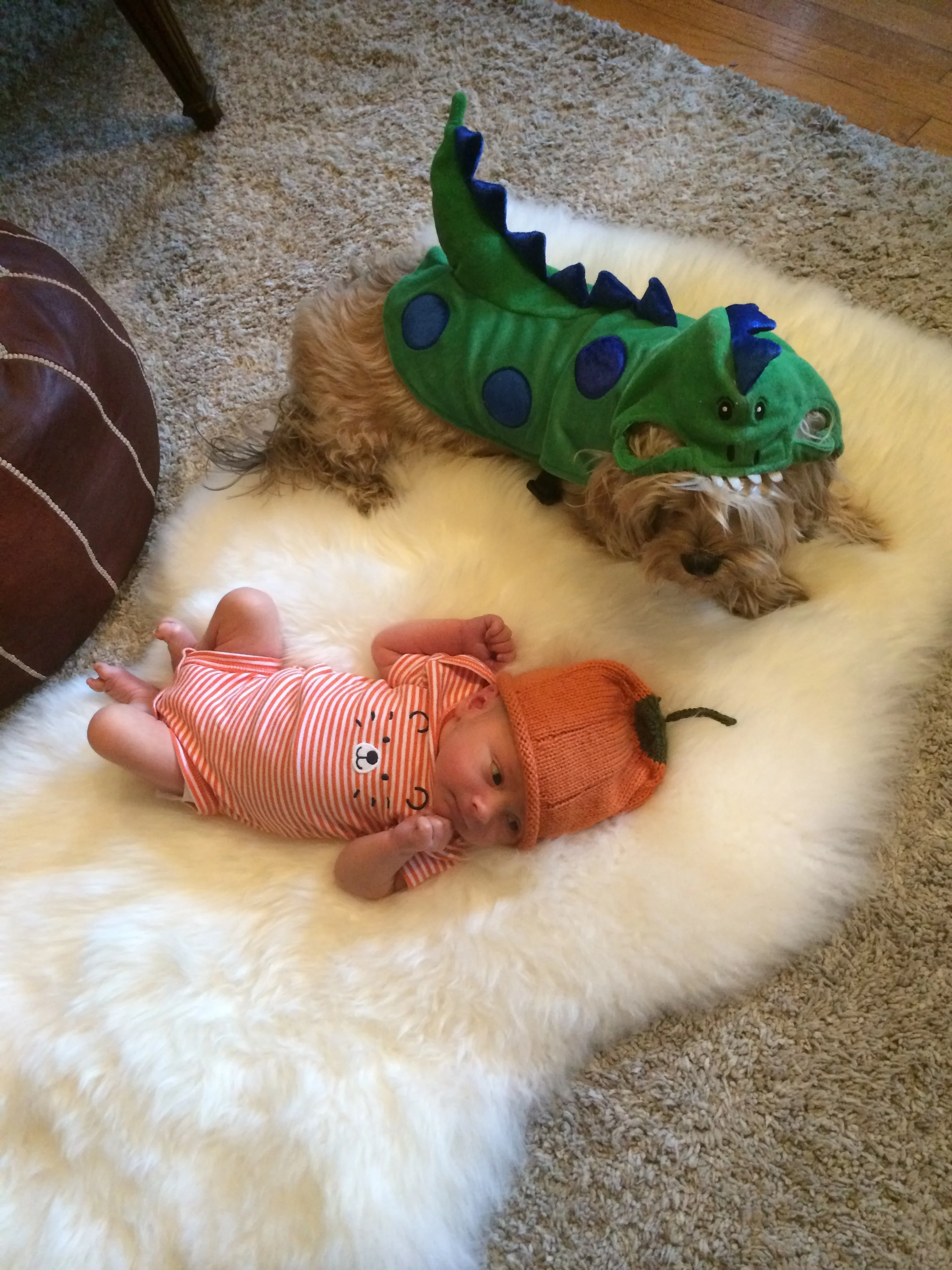 All's well with pumpkin and dragon...