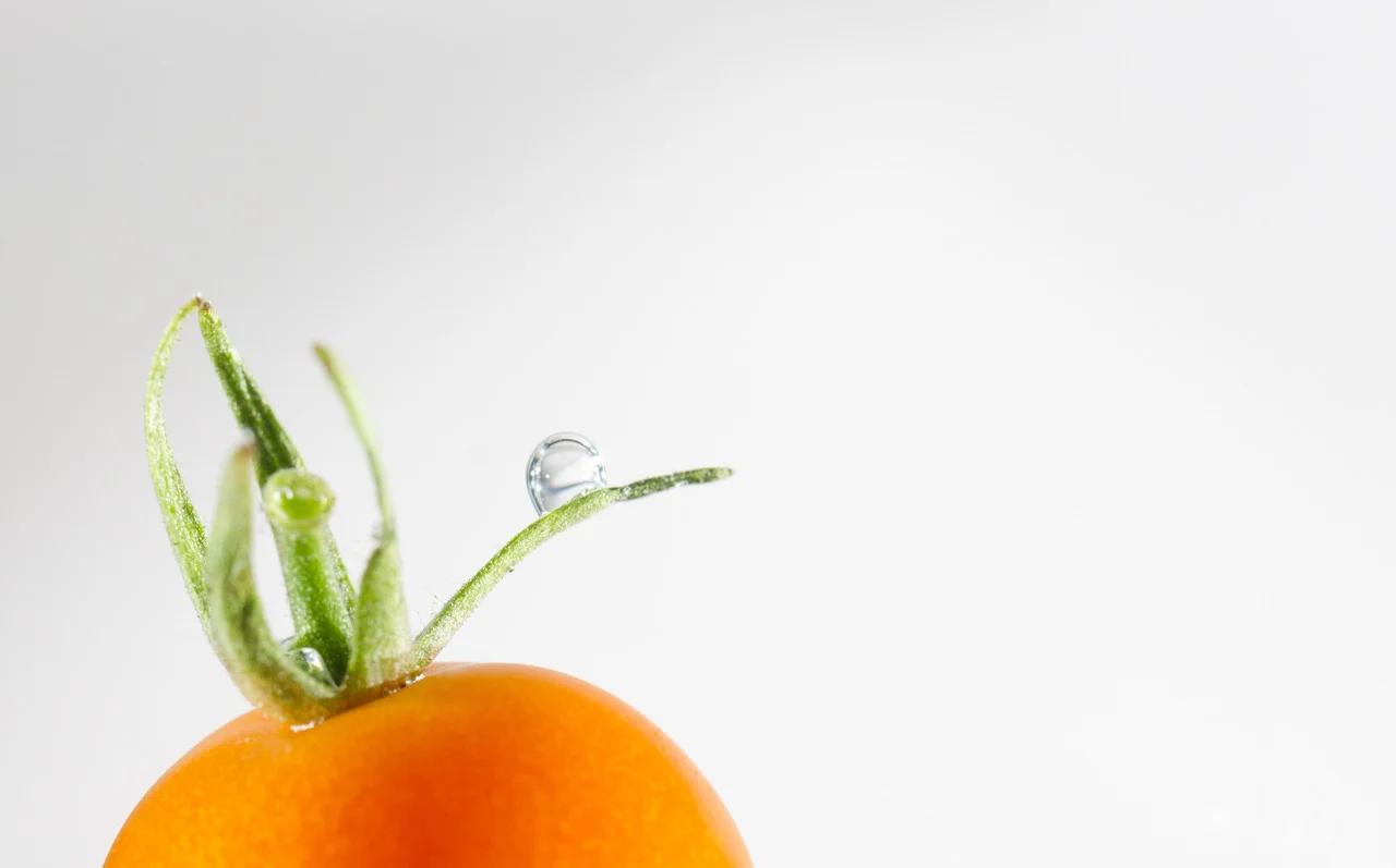 Tomato Underwater. 