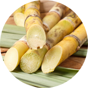 Sugar Cane