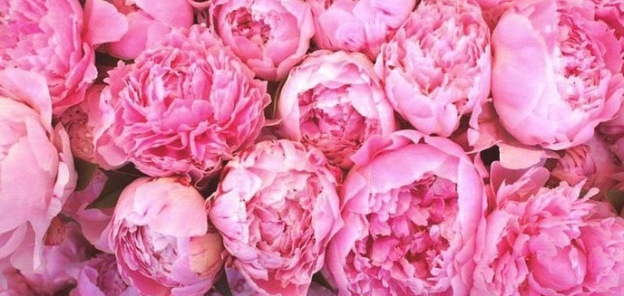 rose.jpg