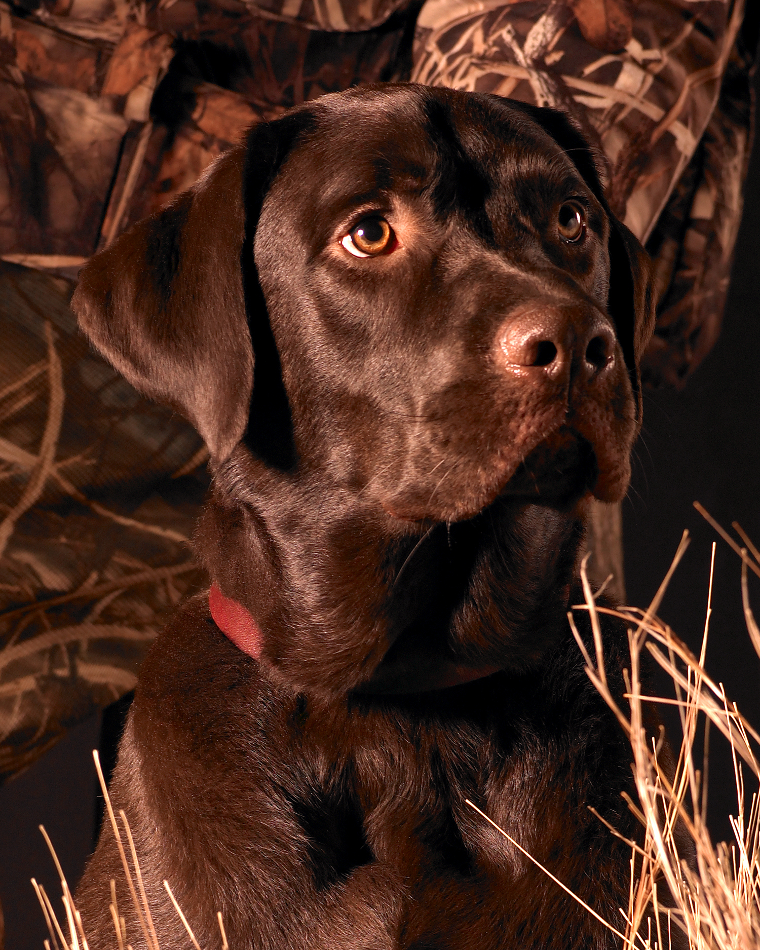 8x10WilsonLab_1500.jpg