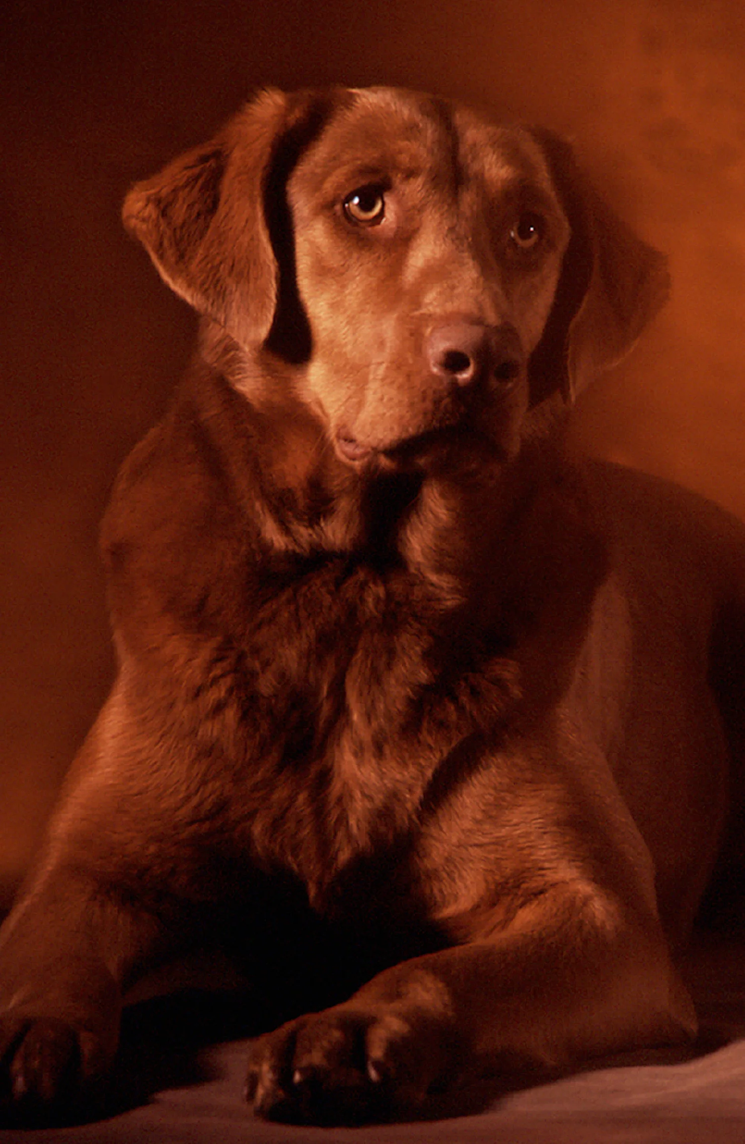 Coco_1500.jpg