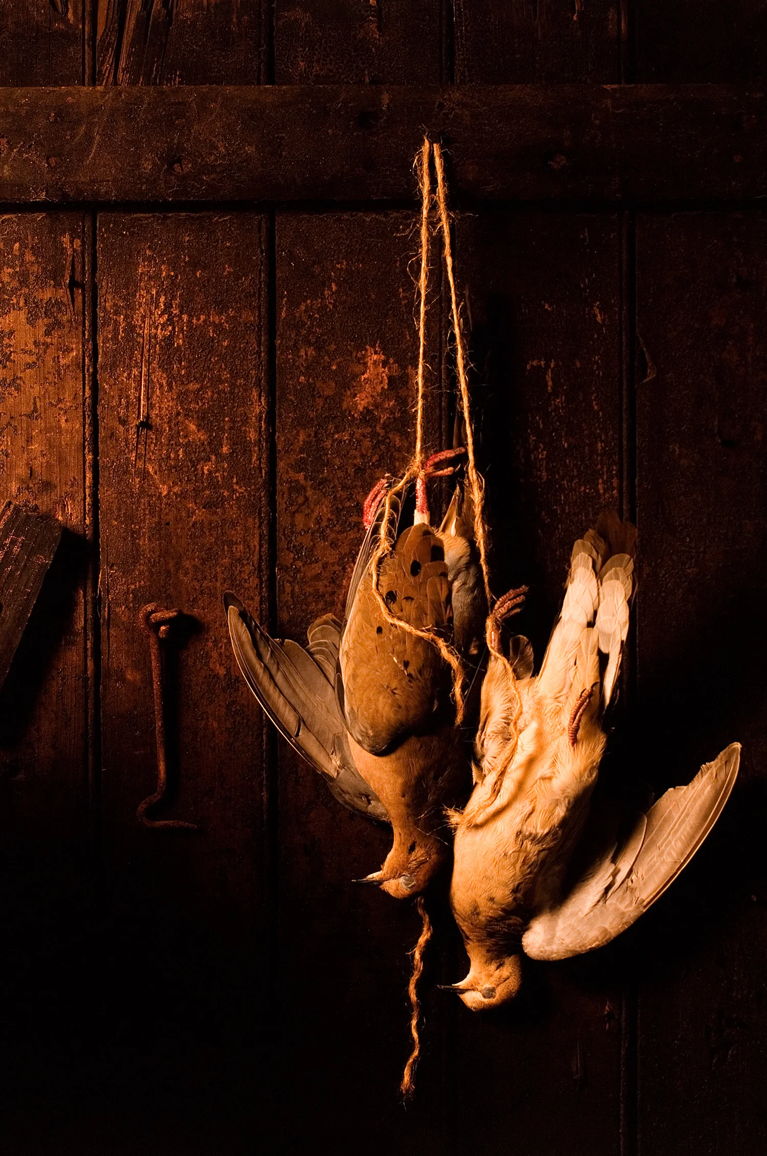 Hanging Dove _MK_1500.jpg