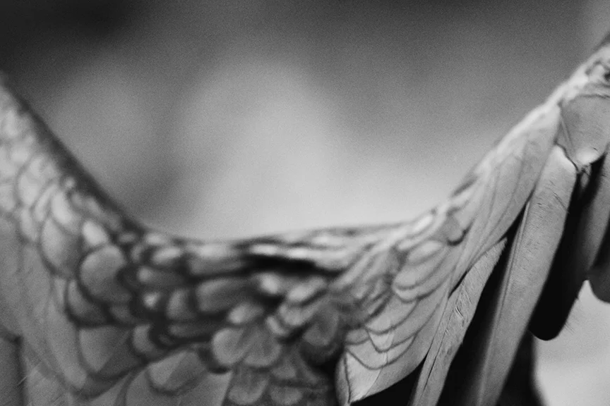 ©RaniSaha2017_bird_thumbnail.jpg