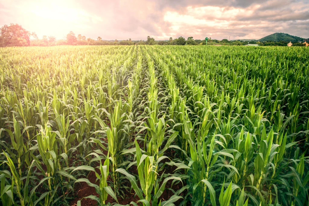 agribusiness-1024x683-2.jpg