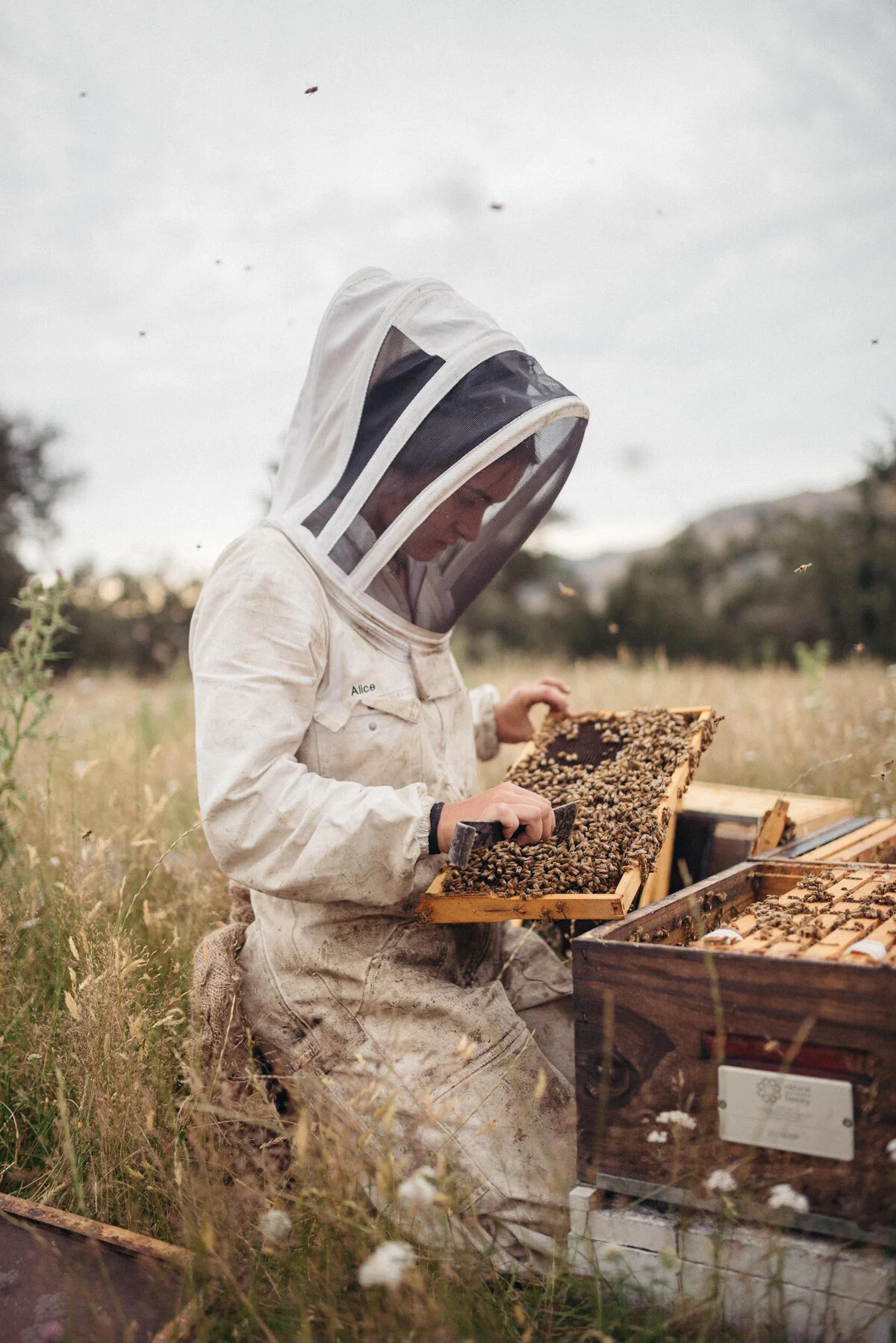 Josh Griggs For Foothills Honey 