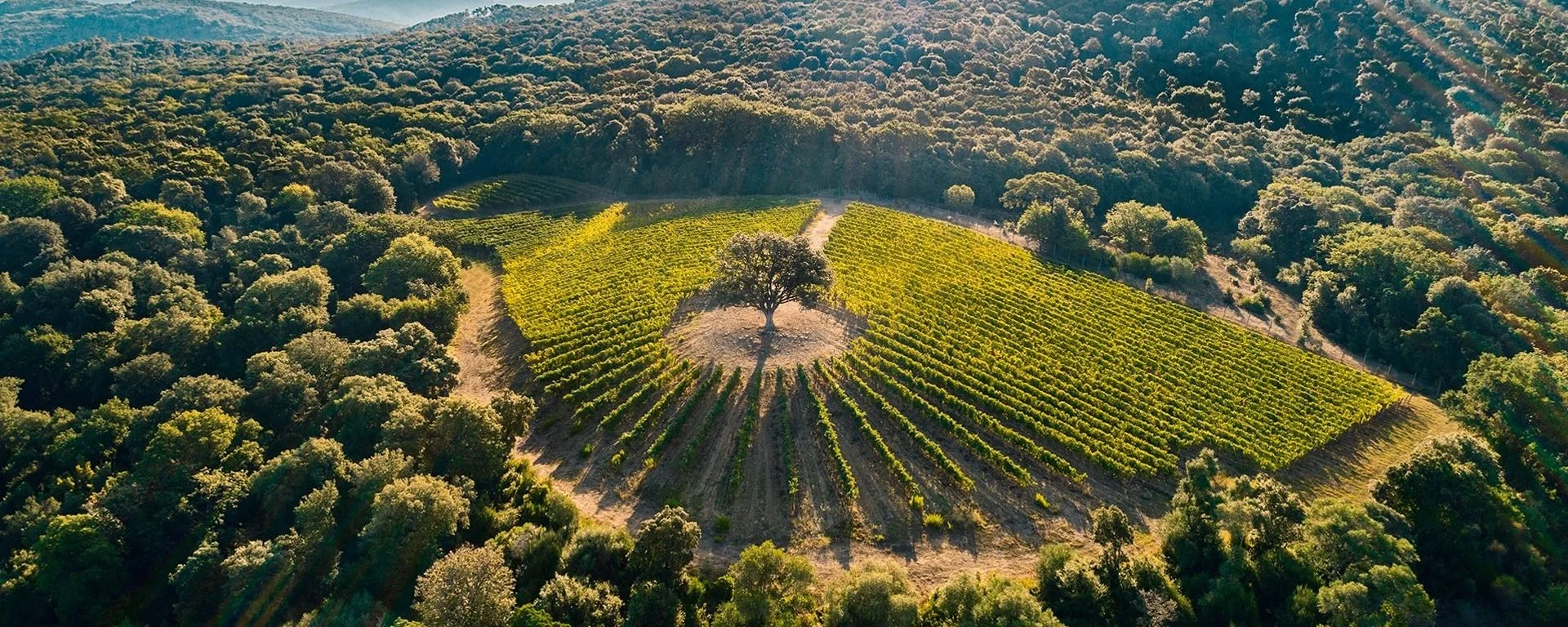 Argentiera and the Gateway to Italian Wines
